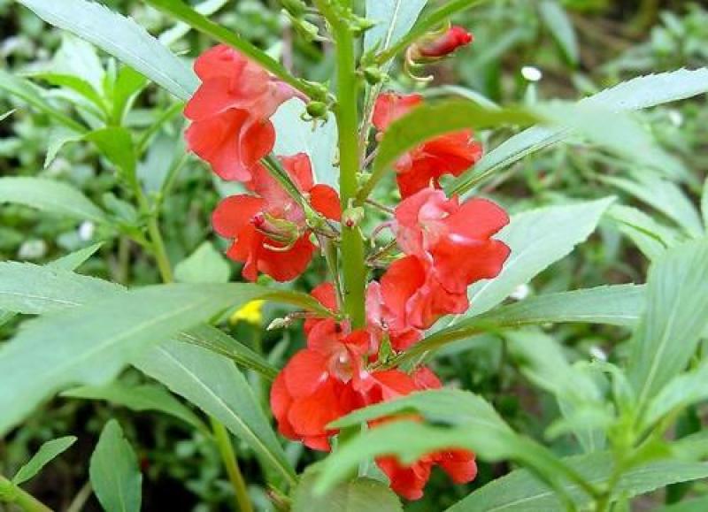 凤仙花种子花草植物盆栽花卉好养室外花种子四季室内易活种子