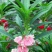 凤仙花种子花草植物盆栽花卉好养室外花种子四季室内易活种子