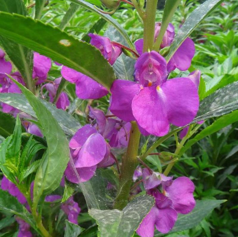 凤仙花种子花草植物盆栽花卉好养室外花种子四季室内易活种子