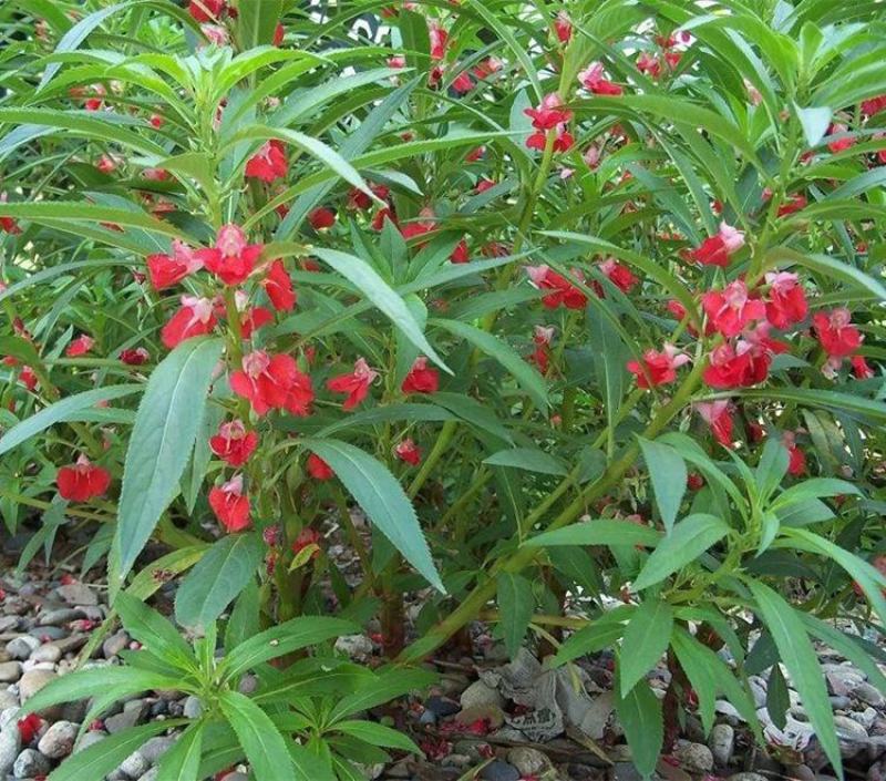 凤仙花种子花草植物盆栽花卉好养室外花种子四季室内易活种子