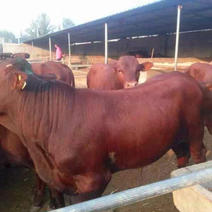 全国发货出售300斤改良肉牛犊提供养殖技术