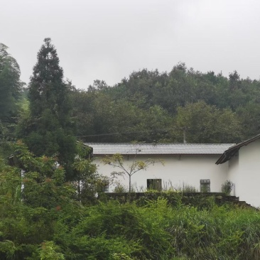 渝北城区边240平农房，海拔640，空高6米，