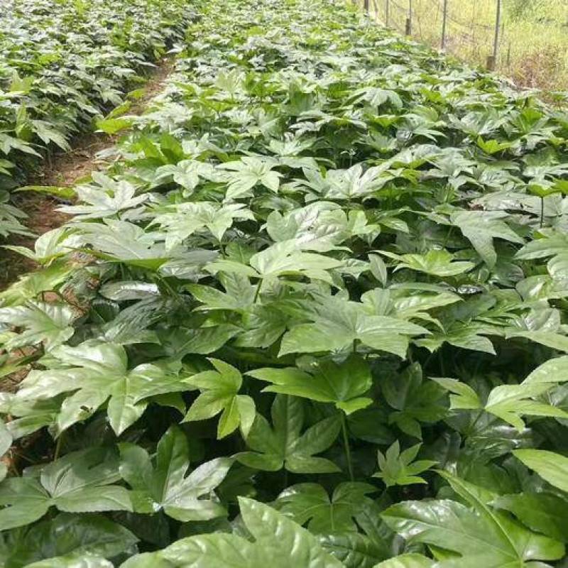 新采八角金盘种子花卉种子绿植种子八手种子手树种子
