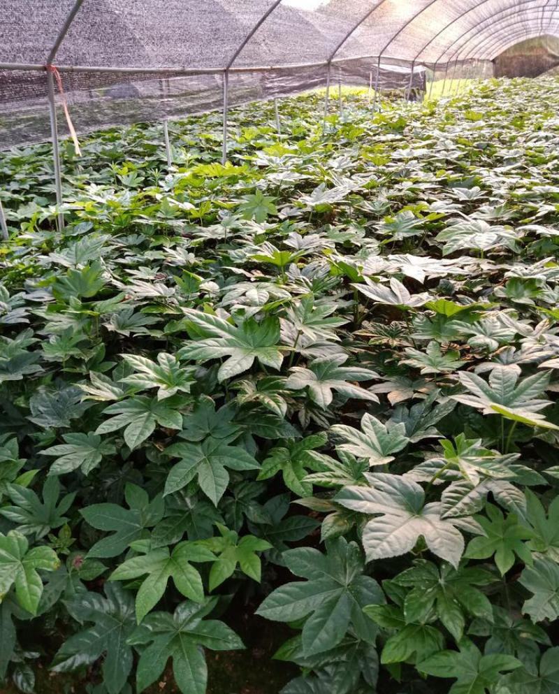 新采八角金盘种子花卉种子绿植种子八手种子手树种子