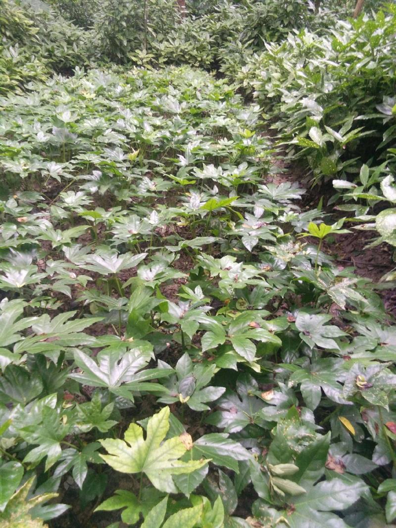 新采八角金盘种子花卉种子绿植种子八手种子手树种子