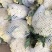 菜花