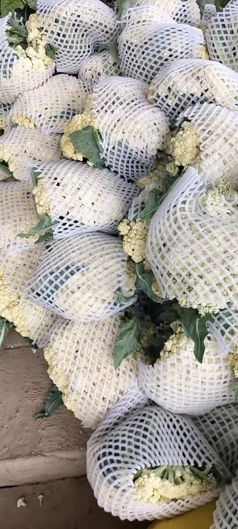 菜花