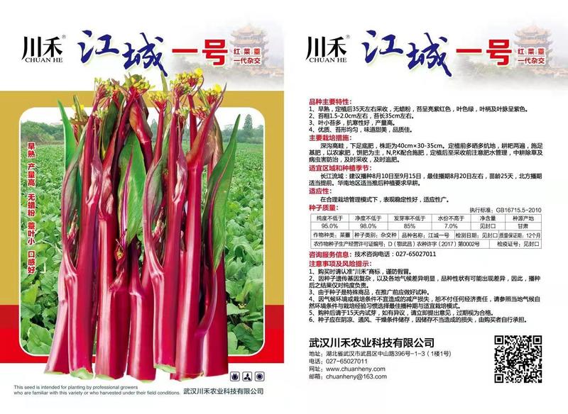 川禾玫瑰红八号红菜苔种子，早熟定植35天收货，三系杂交