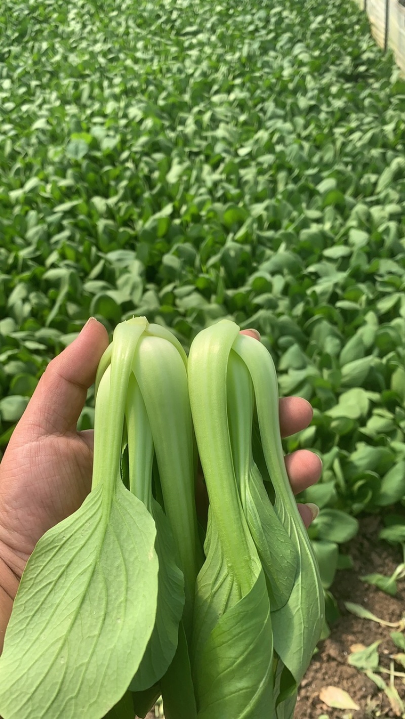 蚌埠油菜/蚌埠上海青/万亩大棚/产地直销/常年有货