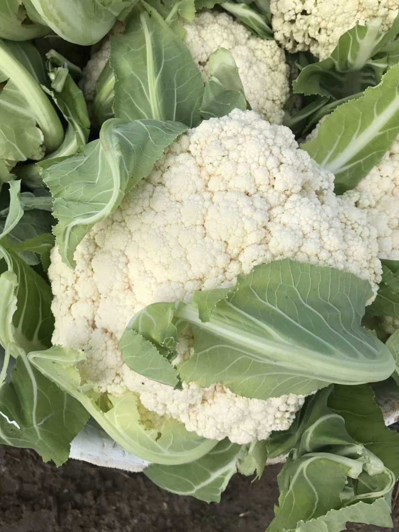 山东有机花菜花精品基地直供质优价廉保质保量！