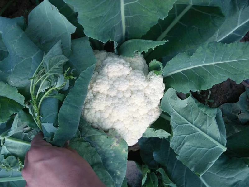 山东有机花菜花精品基地直供质优价廉保质保量！