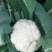 山东有机花菜花精品基地直供质优价廉保质保量！