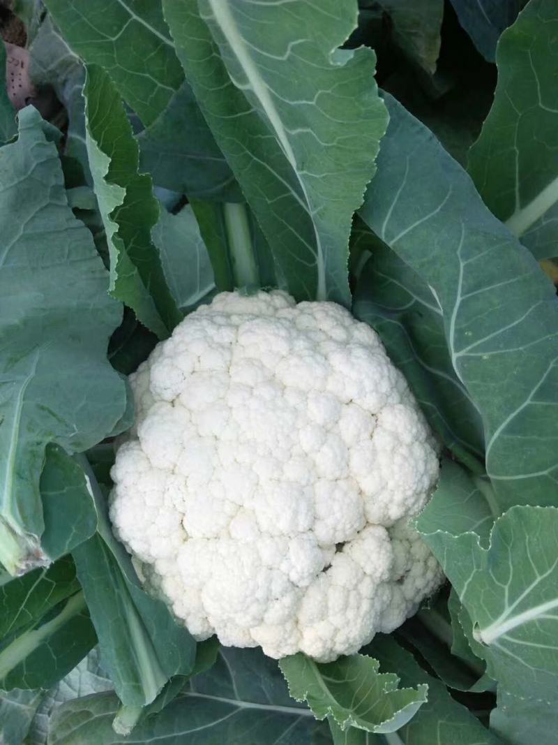 山东有机花菜花精品基地直供质优价廉保质保量！