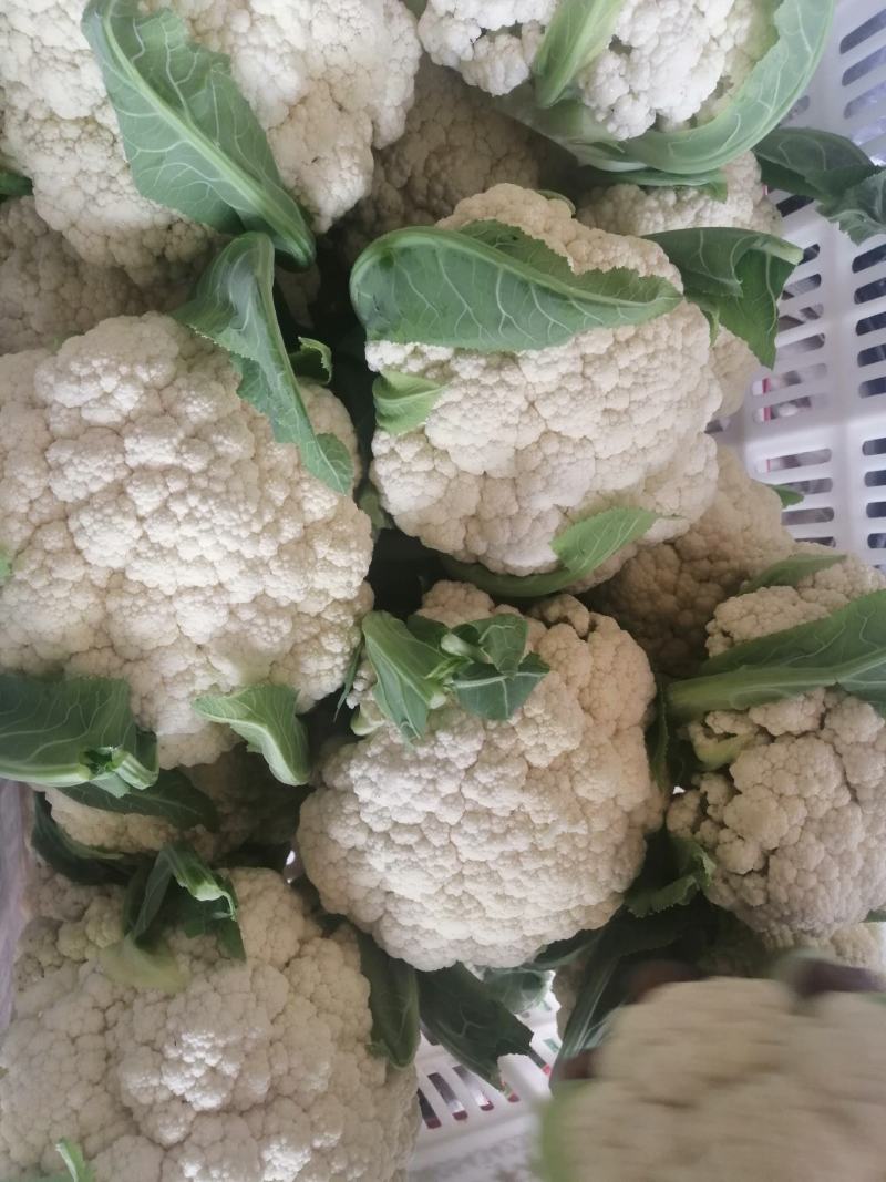 山东有机花菜花精品基地直供质优价廉保质保量！