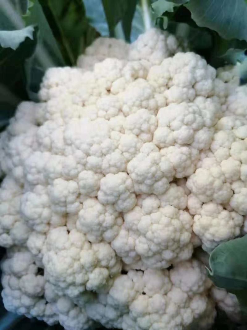 山东有机花菜花精品基地直供质优价廉保质保量！