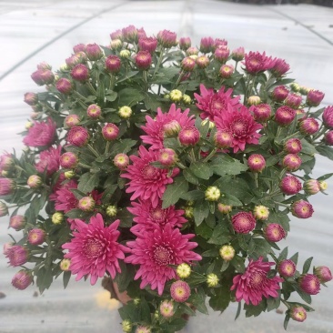 精品千头菊，菊花，国庆菊，，九月菊，品种齐全，欢迎选购