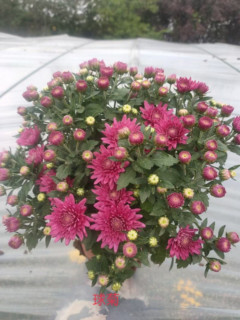 精品千头菊，菊花，国庆菊，，九月菊，品种齐全，欢迎选购
