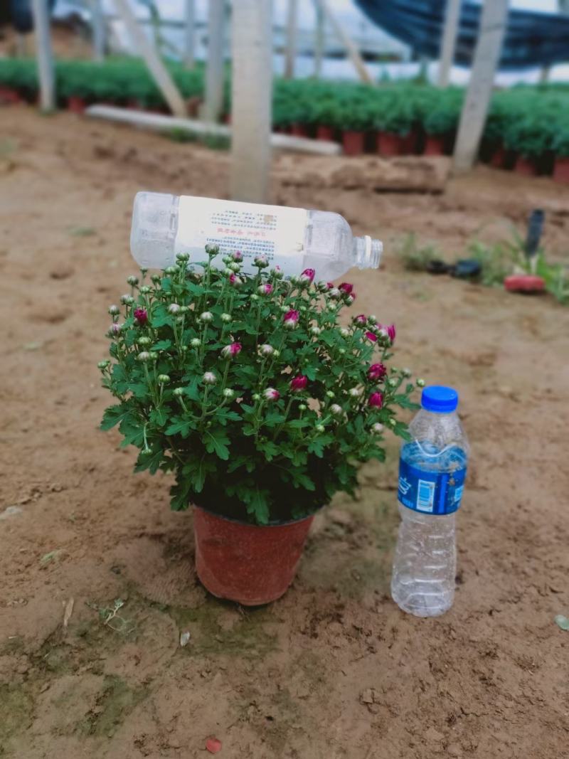 精品千头菊，菊花，国庆菊，，九月菊，品种齐全，欢迎选购