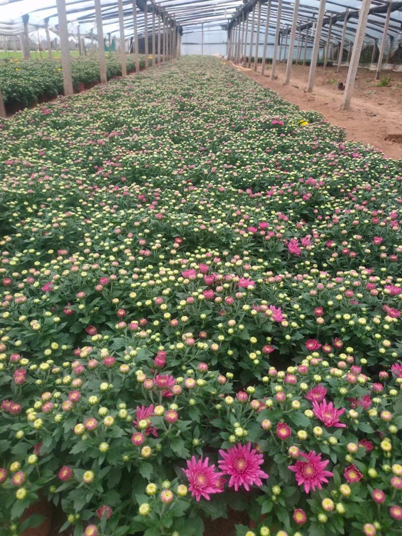 精品千头菊，菊花，国庆菊，，九月菊，品种齐全，欢迎选购