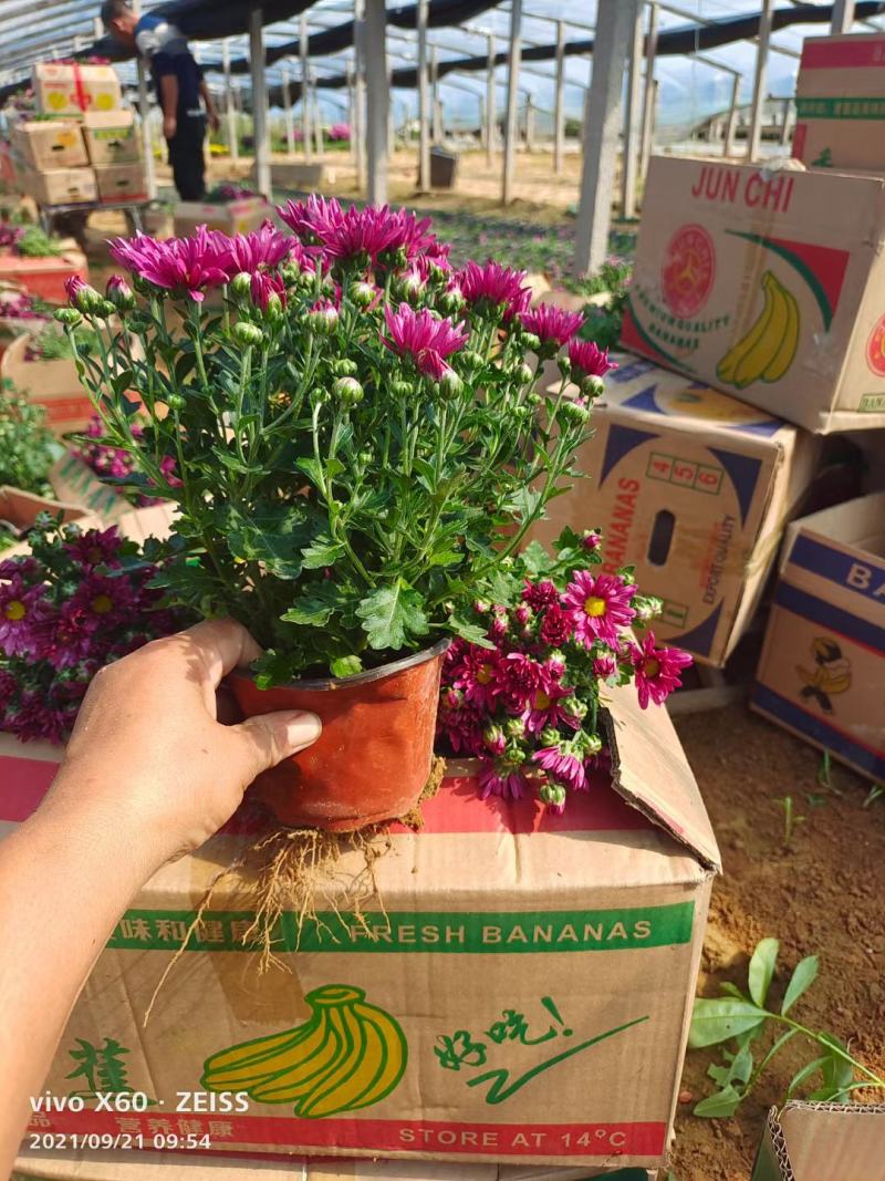 精品千头菊，菊花，国庆菊，，九月菊，品种齐全，欢迎选购