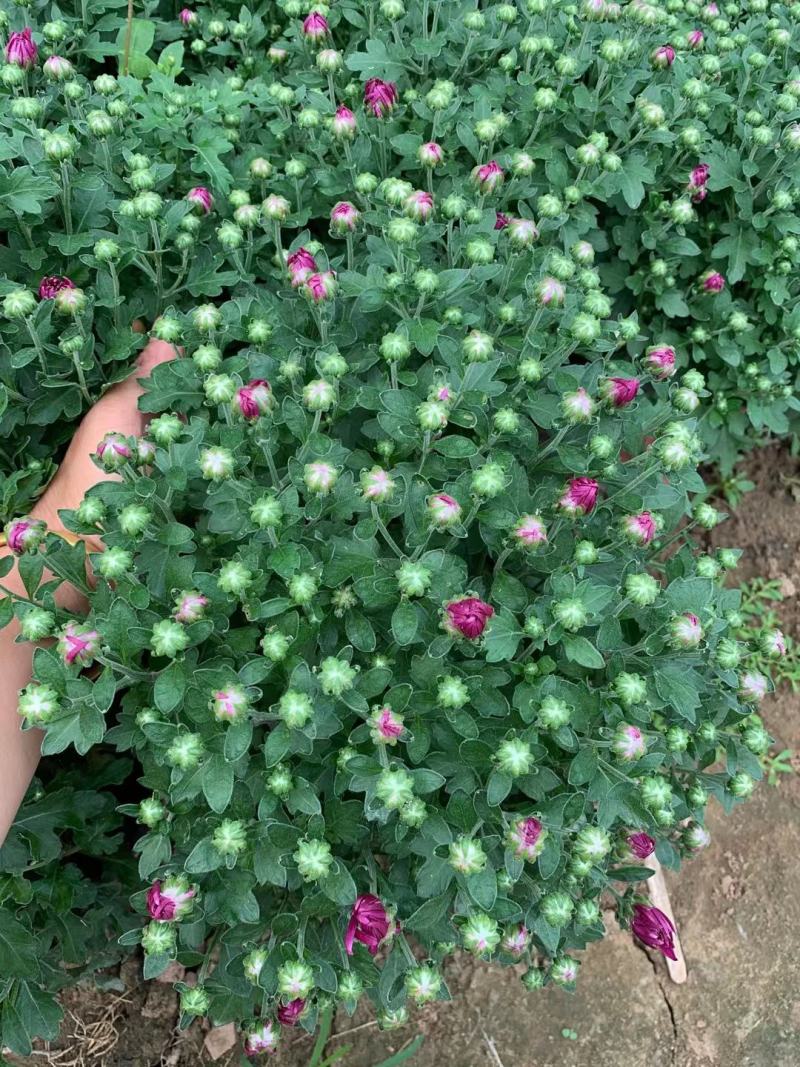 精品千头菊，菊花，国庆菊，，九月菊，品种齐全，欢迎选购