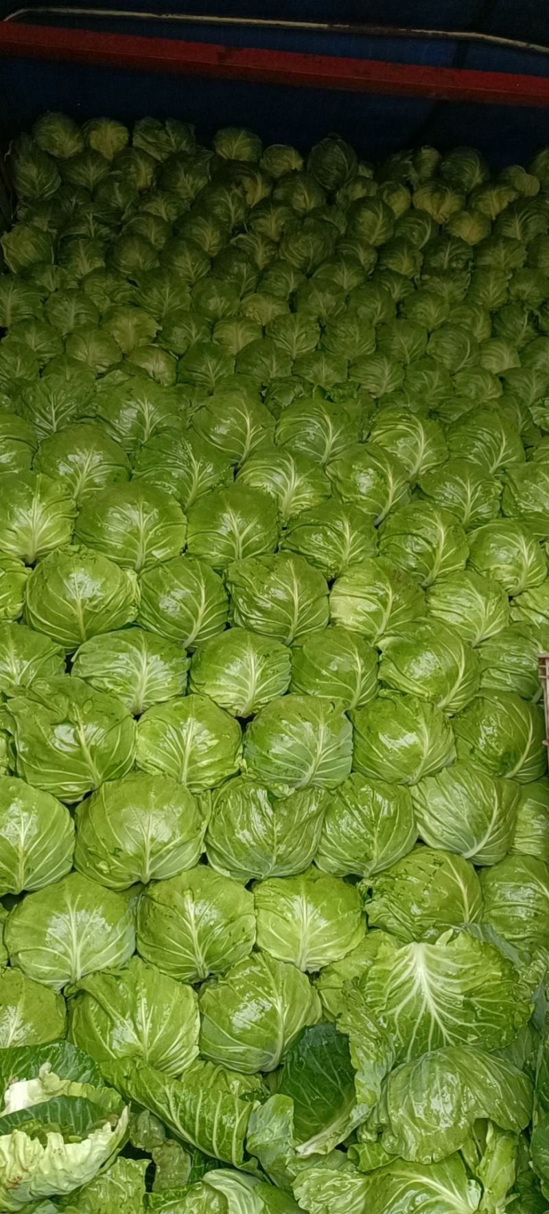 圆包菜1~1.5斤精品绿甘蓝！色泽亮并且绿！