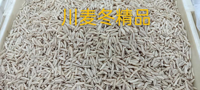 2024川麦冬新货无硫无杂质产地货源充足，常年供货