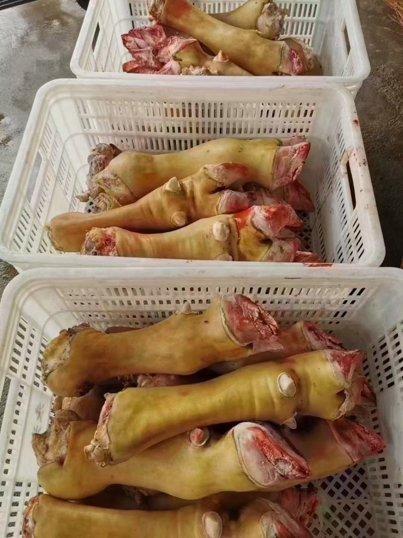 火烧毛大公牛牛蹄可锯段块不抽筋质量好工厂直发