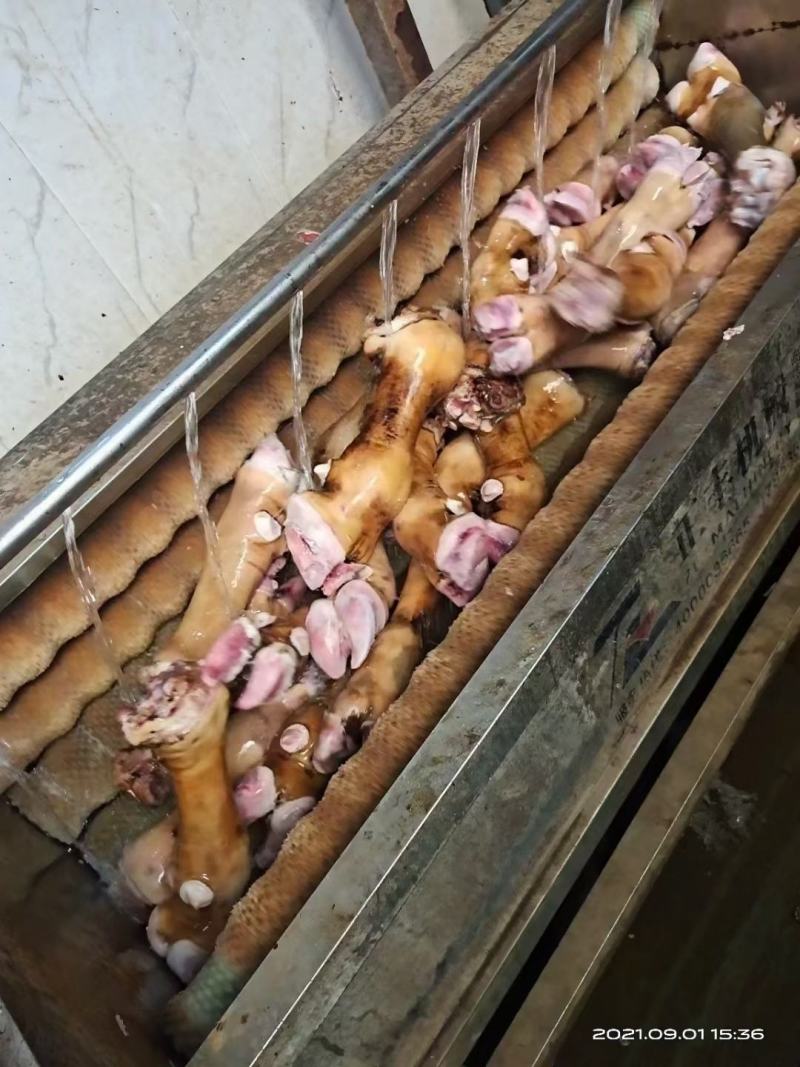 火烧毛大公牛牛蹄可锯段块不抽筋质量好工厂直发