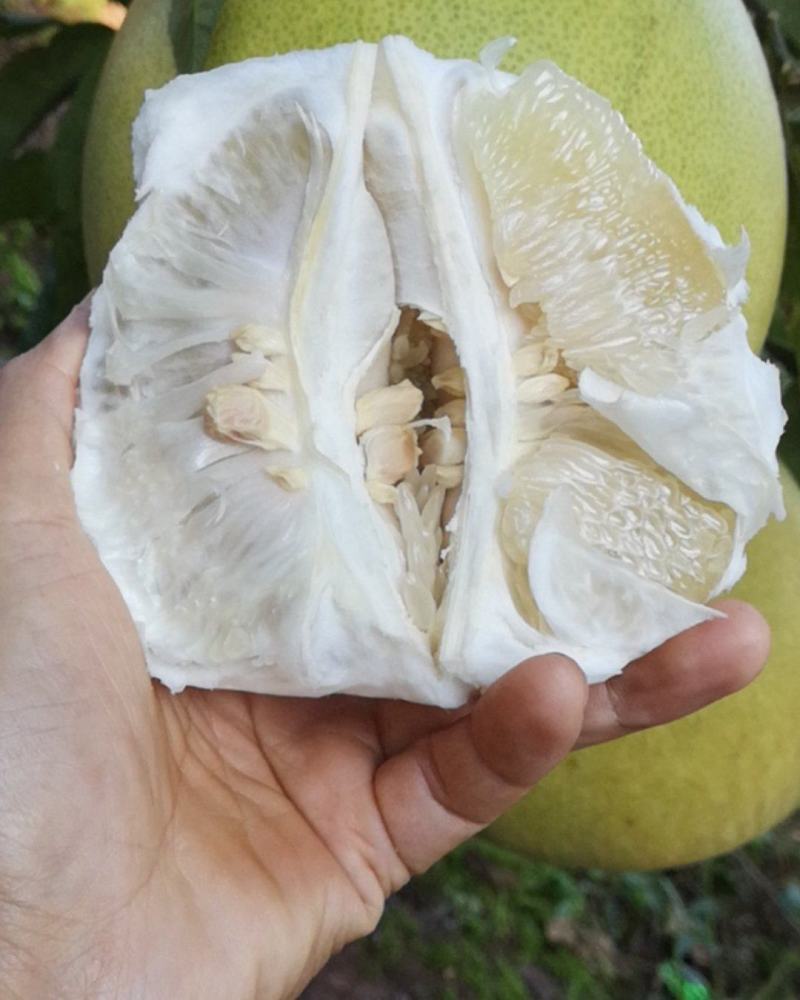 四川琯溪蜜柚，果粒饱满，味甜可口，新鲜采摘，欢迎来电咨询！