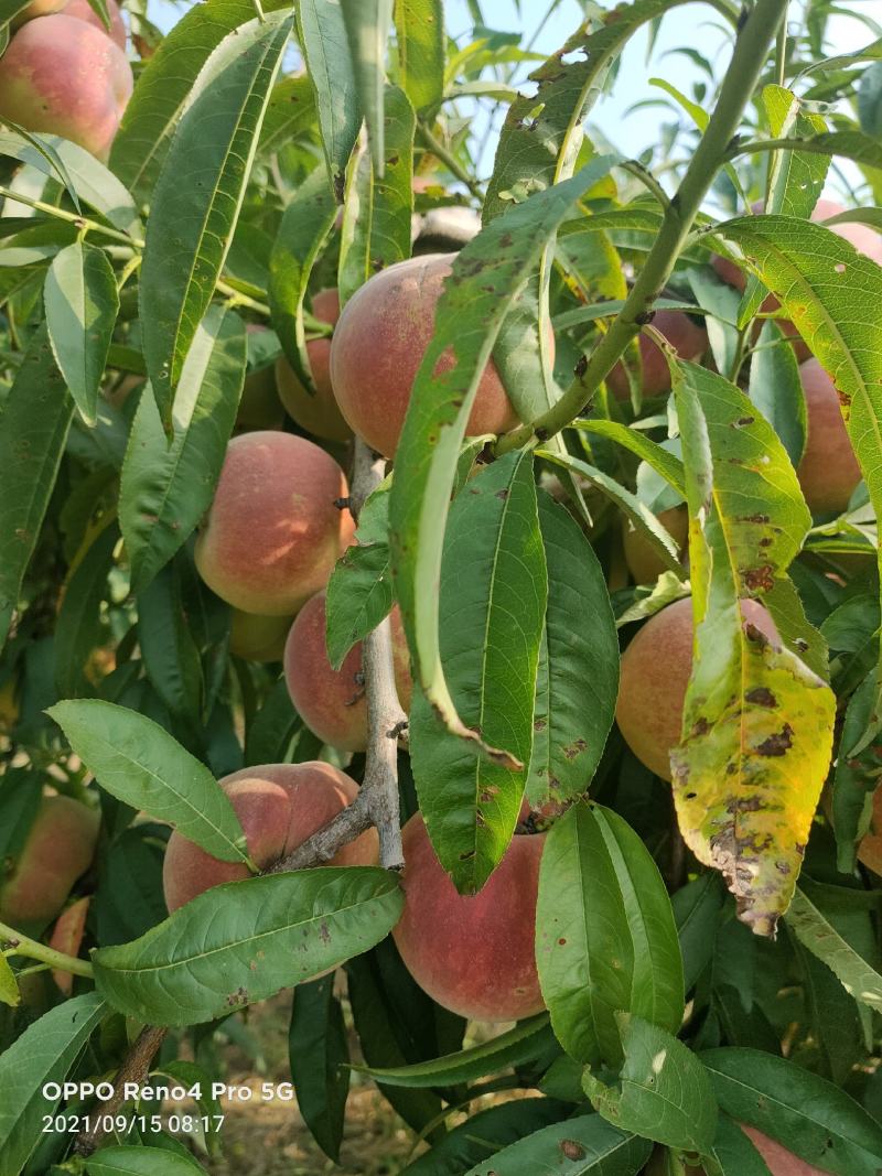 沂蒙冬桃