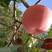 纸袋红富士苹果，个大颜色漂亮，诚招全国客商