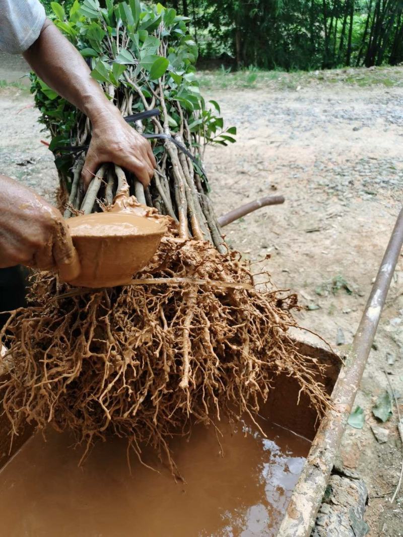 【正宗】观音绿荔枝苗，仙进奉荔枝苗，包正品
