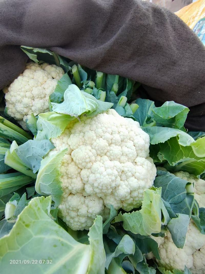 本地万亩基地花菜松花大量供质量好市场电商超市