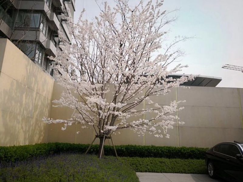 早樱速生樱花高分支低分支苗圃直销无中介低价处理