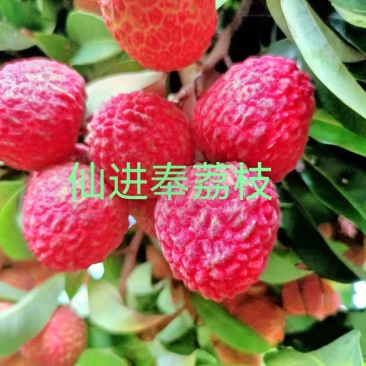 【正宗】观音绿荔枝苗,仙进奉荔枝苗,包正品