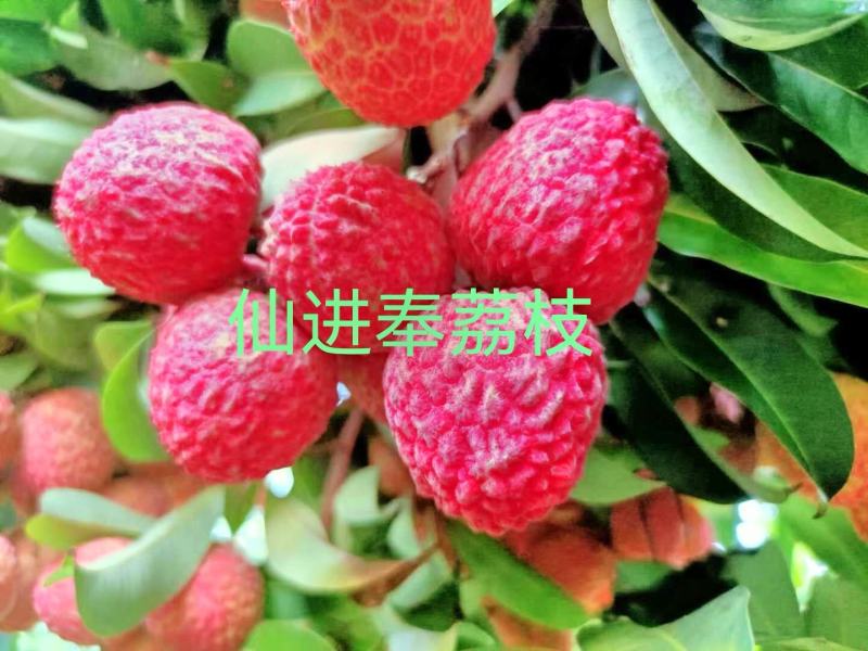【正宗】观音绿荔枝苗，仙进奉荔枝苗，包正品