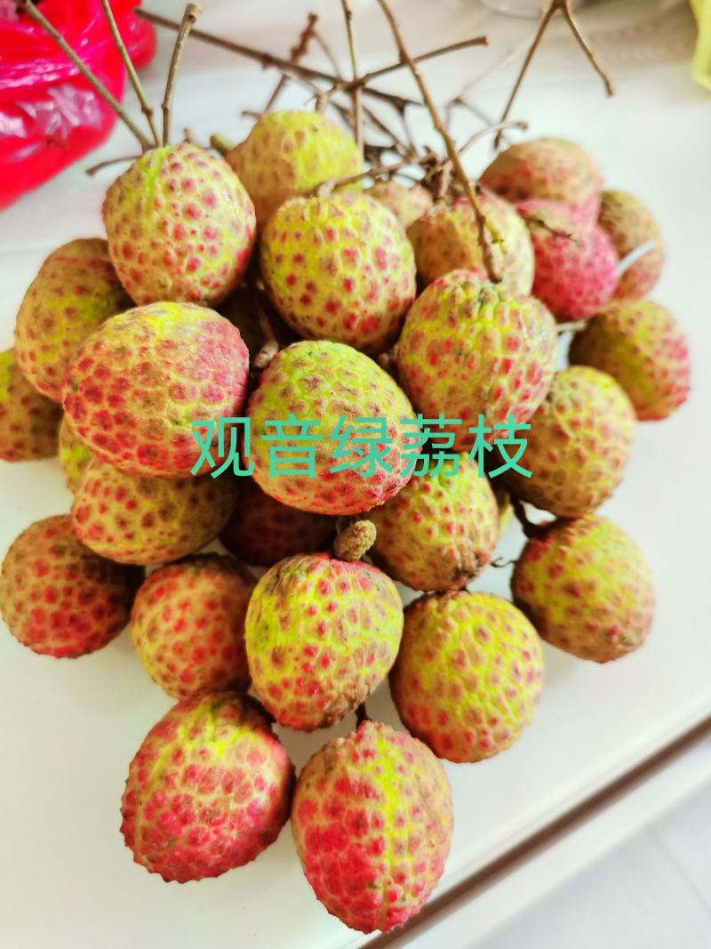 【正宗】观音绿荔枝苗，仙进奉荔枝苗，包正品