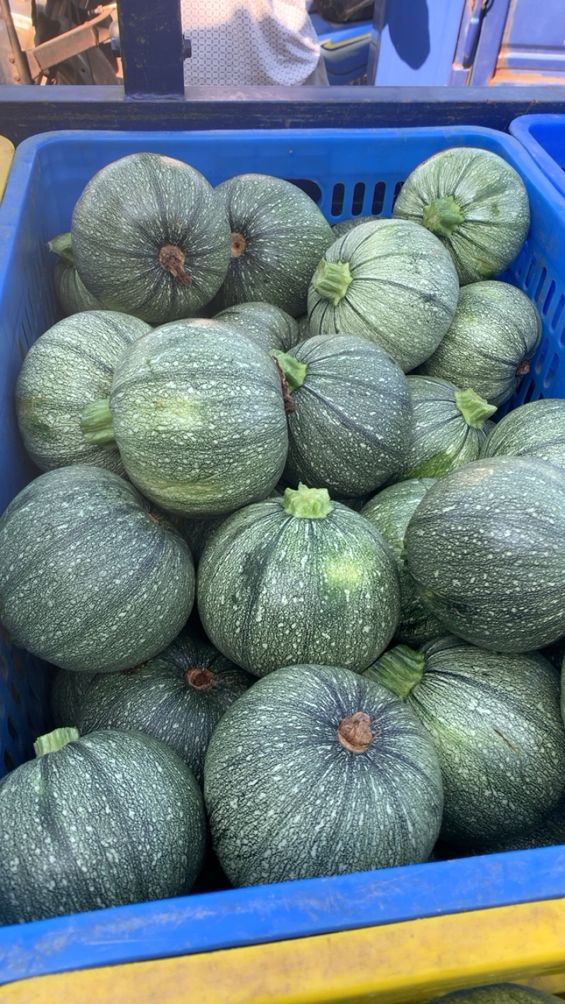 圆南瓜基地一手货源农户种植质量保证