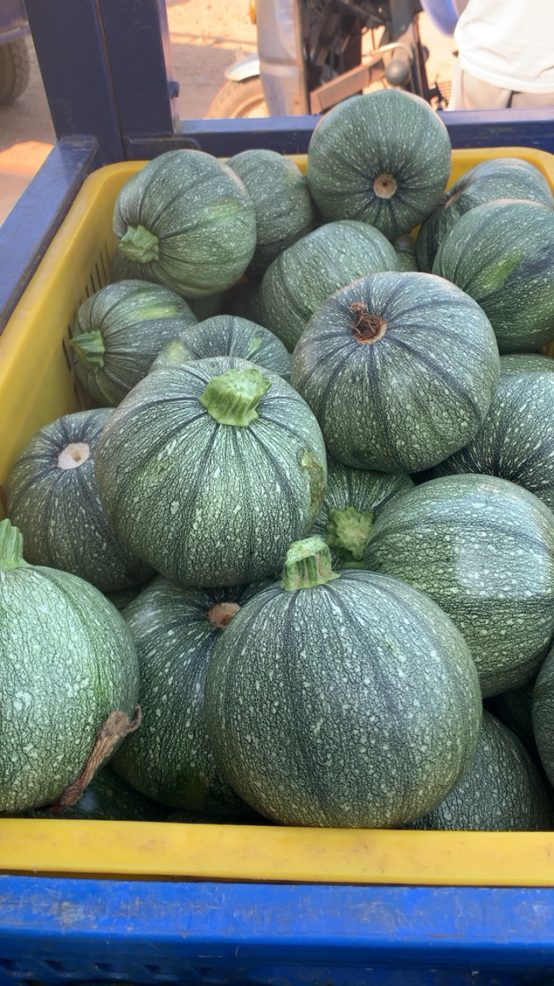 圆南瓜基地一手货源农户种植质量保证