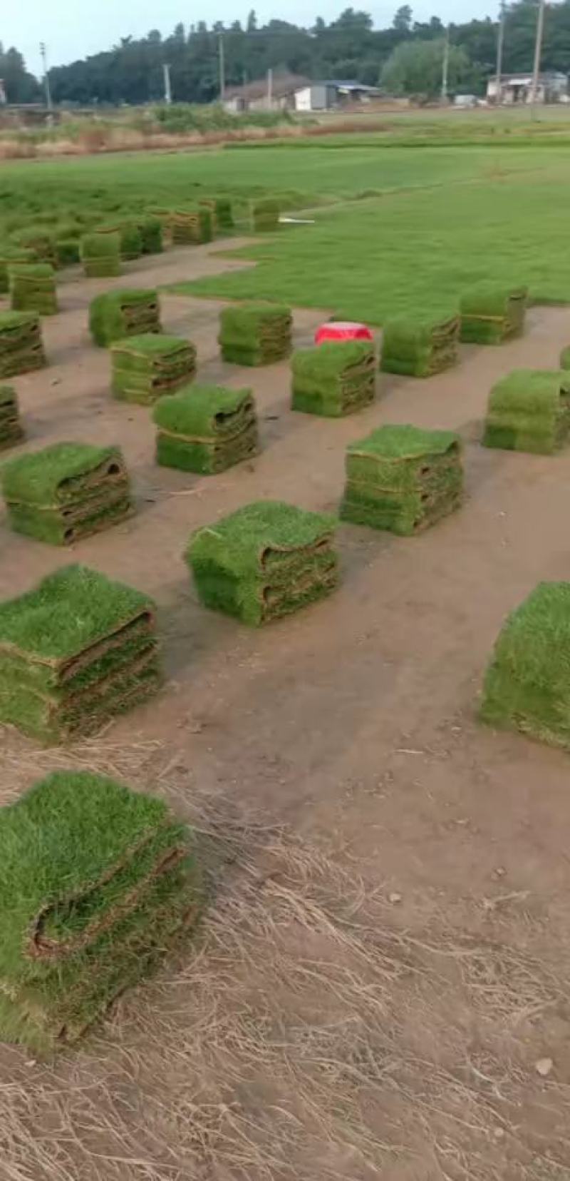 马尼草皮货源充足量大从优可以长期合作