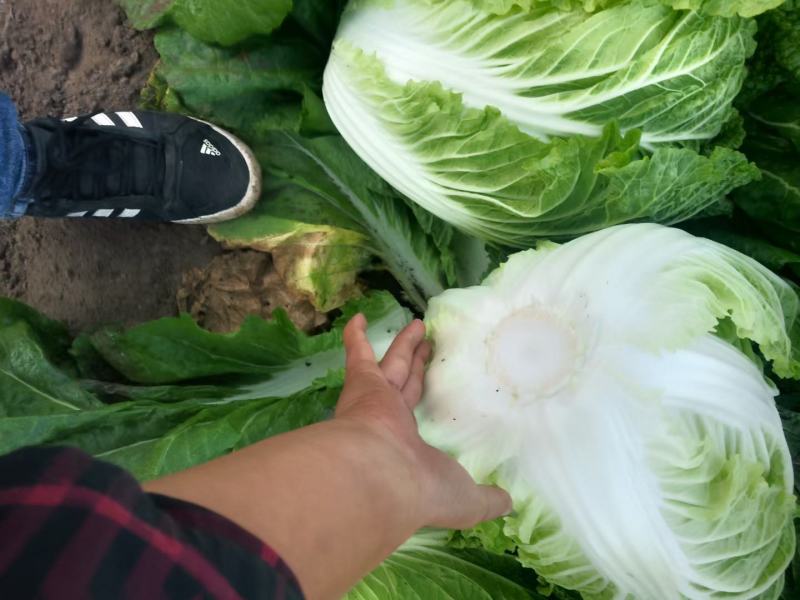 东北黄心白菜，大量上市