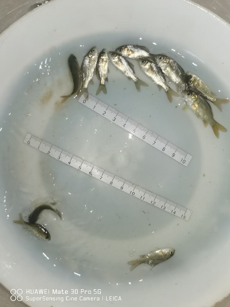 湘云鲫鱼苗包质包量包安全到达提供养殖技术