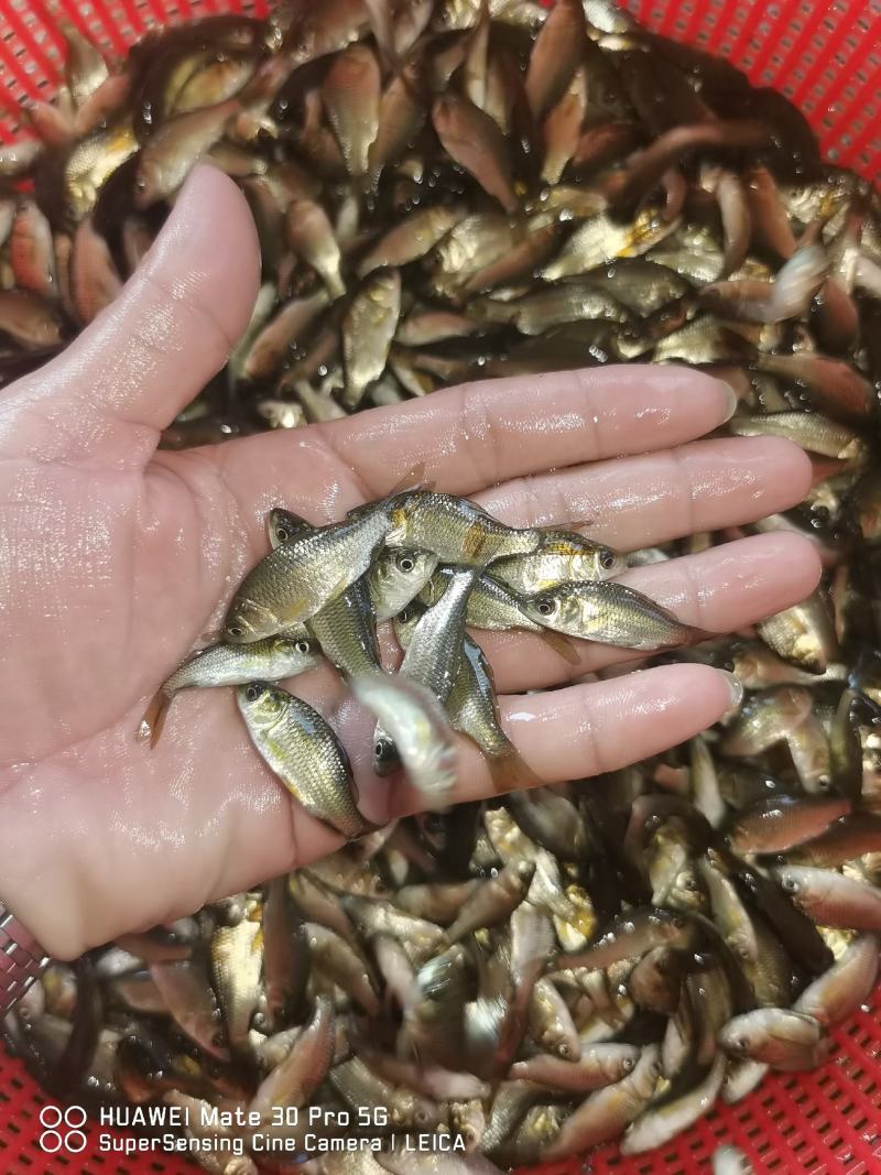 湘云鲫鱼苗包质包量包安全到达提供养殖技术