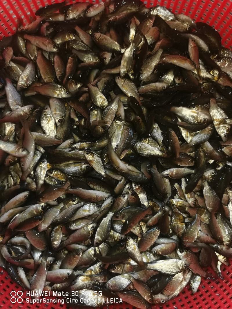 湘云鲫鱼苗包质包量包安全到达提供养殖技术
