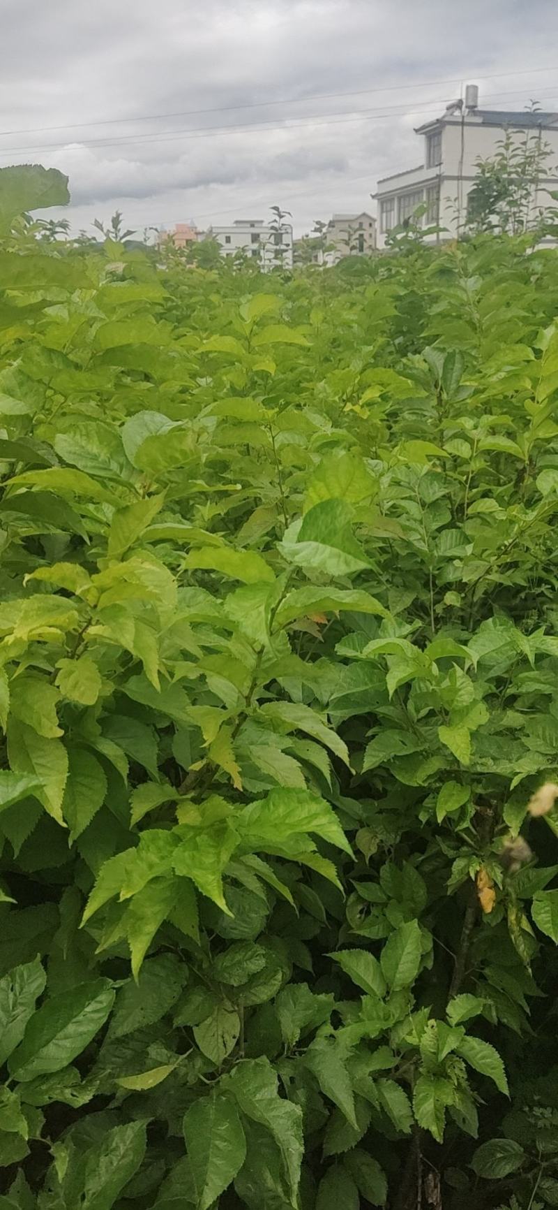 专业培育玛瑙红樱桃树苗基地直销挂果率强，颗粒大，口感好
