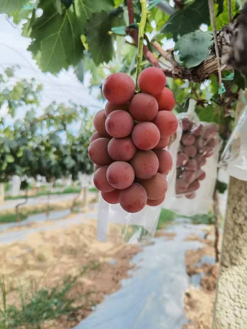 妮娜皇后葡萄苗，假一赔十，(每一棵都精挑细选）