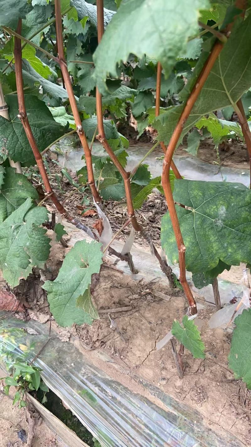 妮娜皇后葡萄苗，假一赔十，(每一棵都精挑细选）
