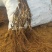 妮娜皇后葡萄苗，假一赔十，(每一棵都精挑细选）