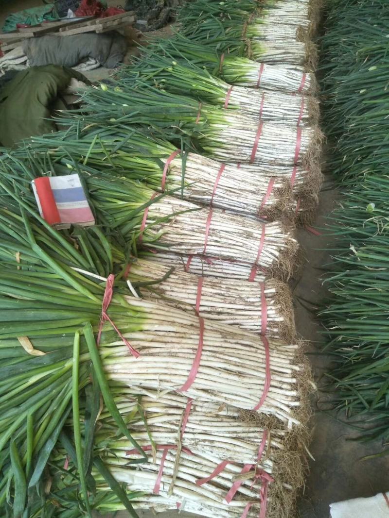 急售！河北大葱，粗葱，中粗，五指，可对接电商市场团购超市